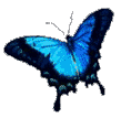 butfly