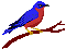 bird