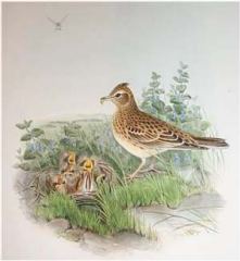 Skylark